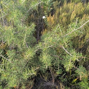 Hakea sericea at Green Cape, NSW - 10 Mar 2025 08:28 AM