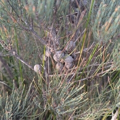 Allocasuarina paludosa (Swamp She-oak) at Green Cape, NSW - 10 Mar 2025 by HelenCross