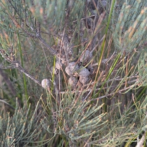 Allocasuarina paludosa (Swamp She-oak) at Green Cape, NSW - Yesterday by HelenCross