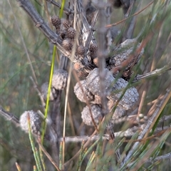 Allocasuarina paludosa at Green Cape, NSW - 10 Mar 2025 08:27 AM