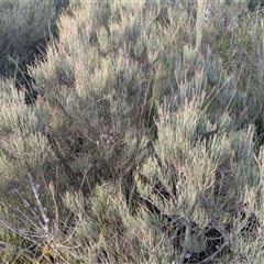 Allocasuarina paludosa at Green Cape, NSW - 10 Mar 2025 08:27 AM