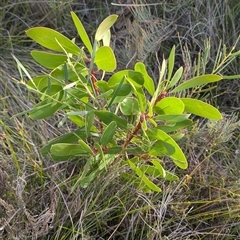 Persoonia levis (Broad-leaved Geebung) at Green Cape, NSW - 10 Mar 2025 by HelenCross