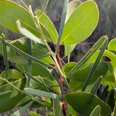 Persoonia levis at Green Cape, NSW - suppressed