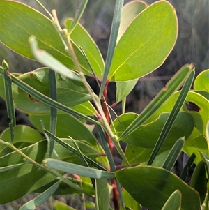 Persoonia levis at Green Cape, NSW - suppressed