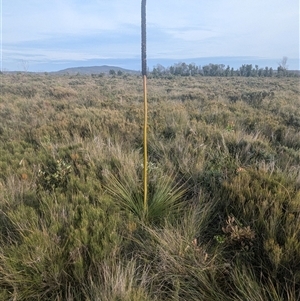 Xanthorrhoea resinosa at Green Cape, NSW - suppressed