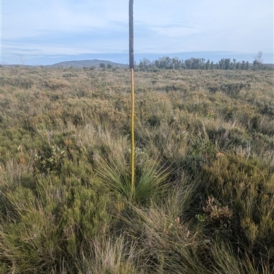 Xanthorrhoea resinosa (Grass Tree) at Green Cape, NSW - 10 Mar 2025 by HelenCross