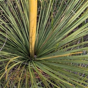 Xanthorrhoea resinosa at Green Cape, NSW - suppressed