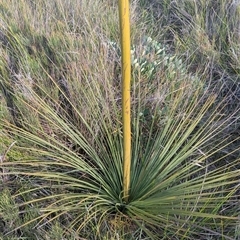 Xanthorrhoea resinosa at Green Cape, NSW - suppressed