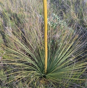 Xanthorrhoea resinosa at Green Cape, NSW - suppressed