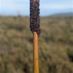 Xanthorrhoea resinosa at Green Cape, NSW - suppressed
