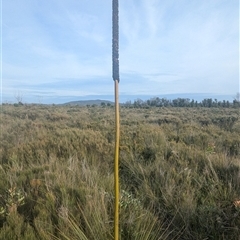 Xanthorrhoea resinosa at Green Cape, NSW - suppressed