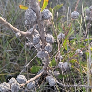 Hakea dactyloides at Green Cape, NSW - Yesterday by HelenCross