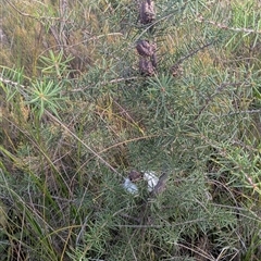 Hakea sp. at Green Cape, NSW - 10 Mar 2025 by HelenCross