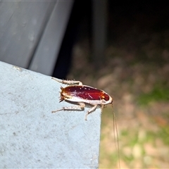 Unidentified Cockroach (Blattodea, several families) at Green Cape, NSW - 9 Mar 2025 by HelenCross