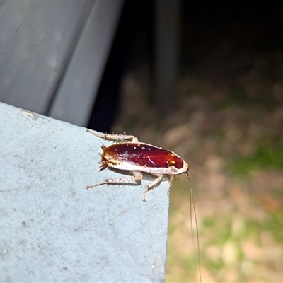 Unidentified Cockroach (Blattodea, several families) at Green Cape, NSW - 9 Mar 2025 by HelenCross