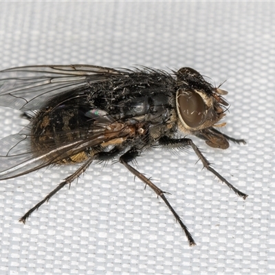 Calliphora stygia (Brown blowfly or Brown bomber) at Melba, ACT - 9 Mar 2025 by kasiaaus