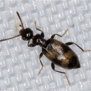 Anthicinae (subfamily) (Ant-like flower beetles, ant-like beetles) at Melba, ACT - 9 Mar 2025 by kasiaaus