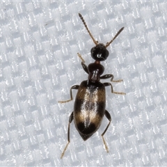 Anthicinae (subfamily) at Melba, ACT - 9 Mar 2025 11:33 PM