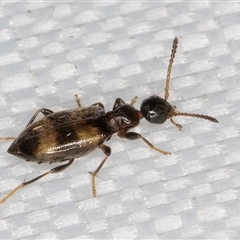 Anthicinae (subfamily) at Melba, ACT - 9 Mar 2025 11:33 PM