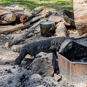 Varanus rosenbergi at Green Cape, NSW - 9 Mar 2025 by HelenCross