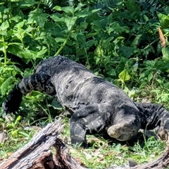 Varanus varius at Green Cape, NSW - suppressed