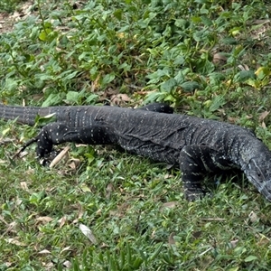 Varanus varius at Green Cape, NSW - suppressed