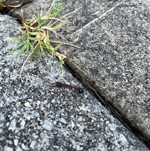 Myrmecia aberrans species group at Yackandandah, VIC - Today by LenLenJones