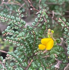 Bossiaea foliosa (Leafy Bossiaea) at Countegany, NSW - 10 Mar 2025 by JaneR