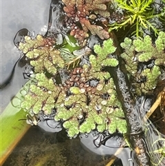 Azolla rubra (Red Water Fern) at Countegany, NSW - 10 Mar 2025 by JaneR