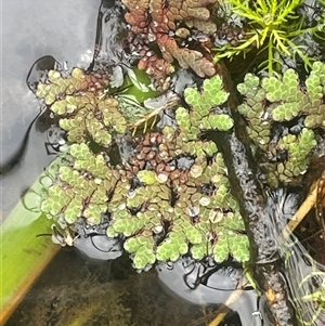 Azolla rubra (Red Water Fern) at Countegany, NSW - Yesterday by JaneR