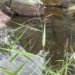 Phragmites australis (Common Reed) at Countegany, NSW - 10 Mar 2025 by JaneR