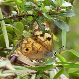 Heteronympha penelope (Shouldered Brown) at Braemar, NSW - 4 Mar 2025 by Curiosity