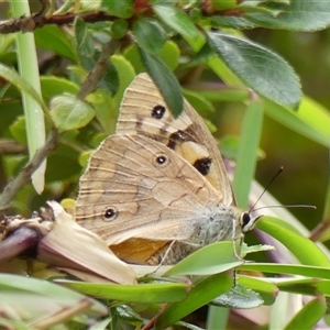 Heteronympha penelope at Braemar, NSW - 4 Mar 2025 02:24 PM