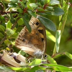 Heteronympha penelope at Braemar, NSW - 4 Mar 2025 02:24 PM