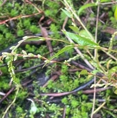 Persicaria hydropiper (Water Pepper) at Countegany, NSW - 10 Mar 2025 by JaneR