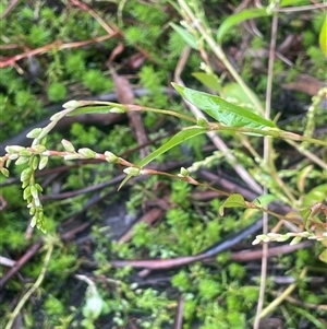 Persicaria hydropiper (Water Pepper) at Countegany, NSW - Yesterday by JaneR