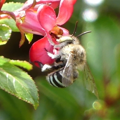 Amegilla sp. (genus) (Blue Banded Bee) at Braemar, NSW - 4 Mar 2025 by Curiosity