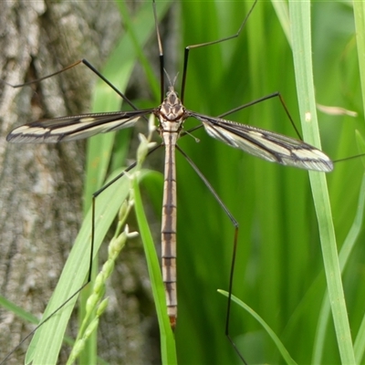 Ptilogyna (Plusiomyia) gracilis (A crane fly) at Braemar, NSW - 5 Mar 2025 by Curiosity