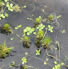 Callitriche stagnalis (Common Starwort) at Countegany, NSW - 10 Mar 2025 by JaneR