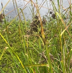 Scirpus polystachyus (Large-head Club-rush) at Countegany, NSW - 10 Mar 2025 by JaneR