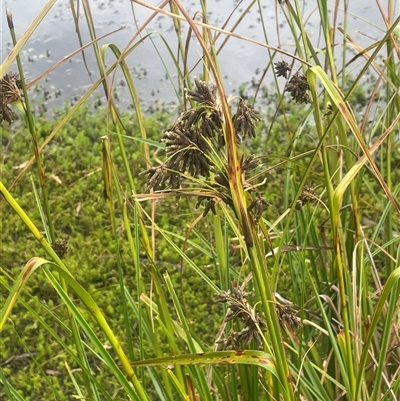 Scirpus polystachyus (Large-head Club-rush) at Countegany, NSW - 10 Mar 2025 by JaneR