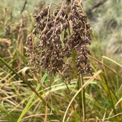 Scirpus polystachyus at Countegany, NSW - 10 Mar 2025 04:04 PM