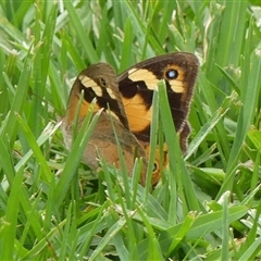 Heteronympha merope (Common Brown Butterfly) at Braemar, NSW - 10 Mar 2025 by Curiosity