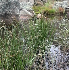 Eleocharis sphacelata (Tall Spike-rush) at Countegany, NSW - 10 Mar 2025 by JaneR