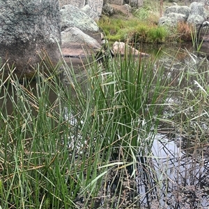 Eleocharis sphacelata (Tall Spike-rush) at Countegany, NSW - Yesterday by JaneR