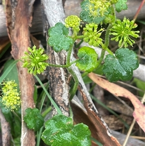 Hydrocotyle laxiflora (Stinking Pennywort) at Countegany, NSW - Yesterday by JaneR