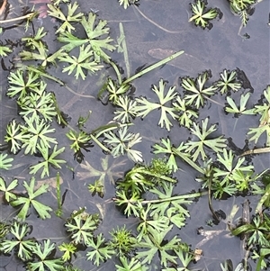 Ranunculus inundatus (River Buttercup) at Countegany, NSW - 10 Mar 2025 by JaneR