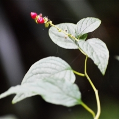 Deeringia amaranthoides at Jamberoo, NSW - Yesterday by plants