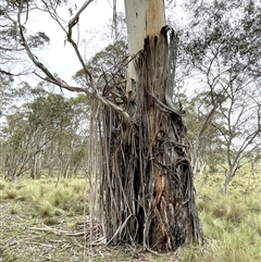 Eucalyptus viminalis (Ribbon Gum) at Countegany, NSW - 10 Mar 2025 by JaneR