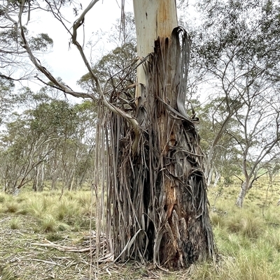 Eucalyptus viminalis (Ribbon Gum) at Countegany, NSW - 10 Mar 2025 by JaneR